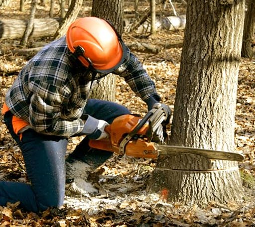 Tree Removal in Hansen, ID